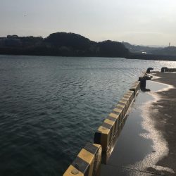 コアジ5匹のみ　強風　波高