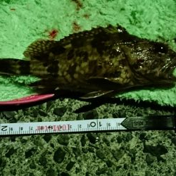 冬でも釣れますね