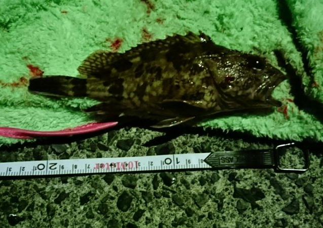 冬でも釣れますね