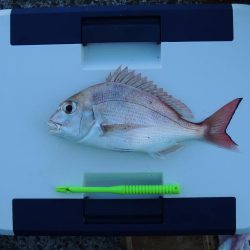 初冬のキス釣り