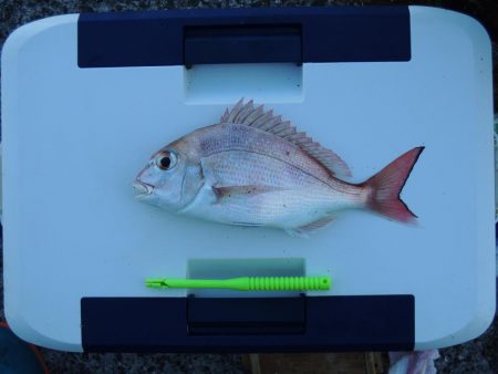 初冬のキス釣り