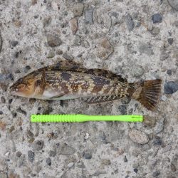 エビ撒きでメバル釣り