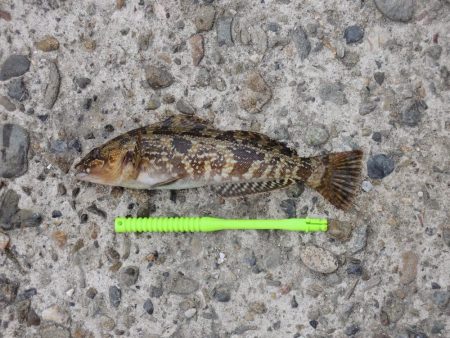 エビ撒きでメバル釣り