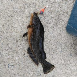 久しぶりの根魚