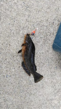 久しぶりの根魚