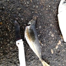 噂の大アジ、大鯖