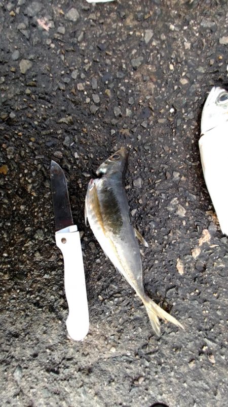 噂の大アジ、大鯖