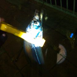 アジングとタチウオテンヤ