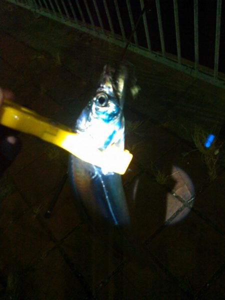 アジングとタチウオテンヤ