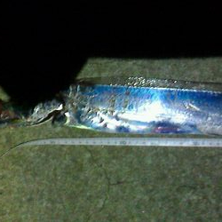 タチウオの後はサビキ