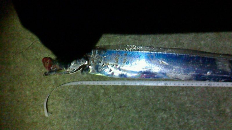 タチウオの後はサビキ