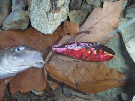 バイブレーションを