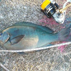 大サバ、良型アジ、グレ沢山！