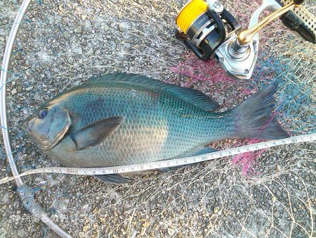 大サバ、良型アジ、グレ沢山！