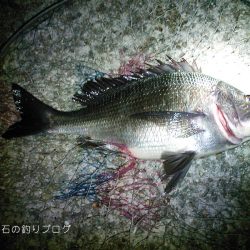 40cm大サバに、チヌ&グレ!