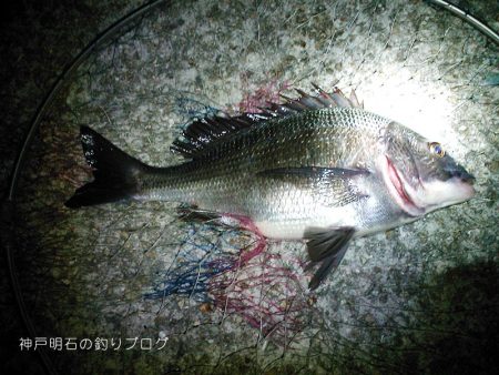 40cm大サバに、チヌ&グレ!