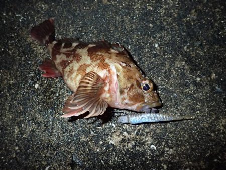 お宝発見! 神戸沖堤!