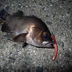 ちょこっとメバリング!