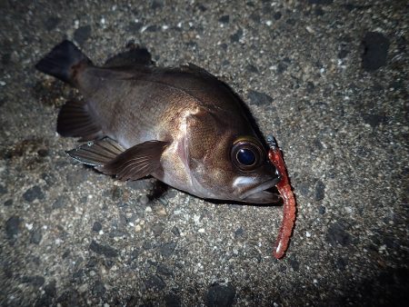 ちょこっとメバリング!