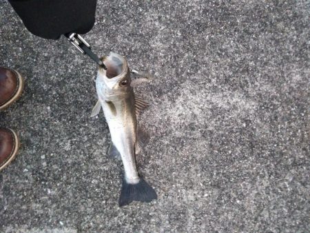 小ぶりなシーバス