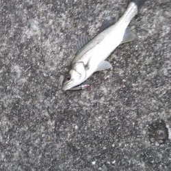 また小ぶりなシーバス