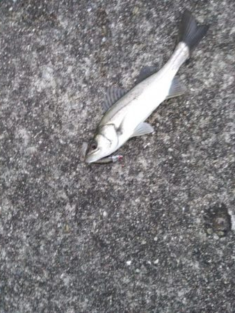 また小ぶりなシーバス