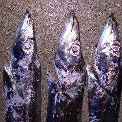 雨中のタチウオ