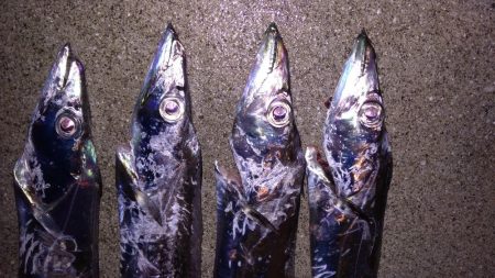 雨中のタチウオ