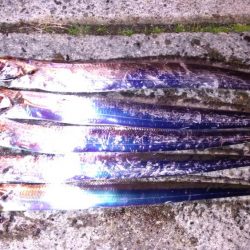 タチウオまだいける？