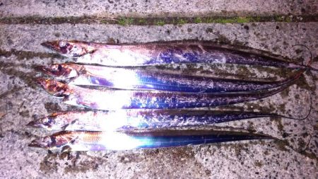 タチウオまだいける？