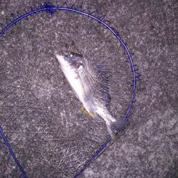 ライトワインドで