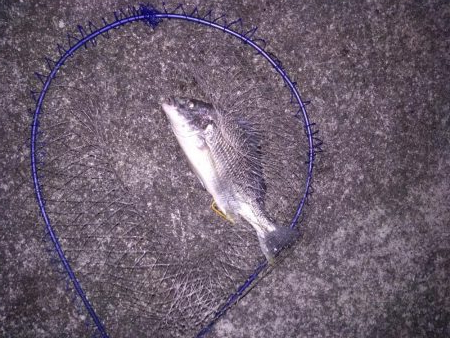 ライトワインドで