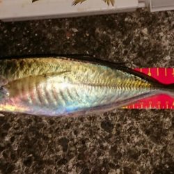 今年最後!アオリ、尺アジ、マダイはくるか