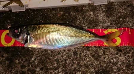 今年最後!アオリ、尺アジ、マダイはくるか