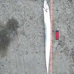 今期3匹目のドラゴン