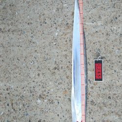 タチウオ数減ってきた