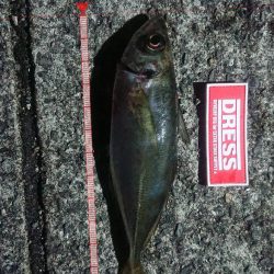 サビキでナイスアジ