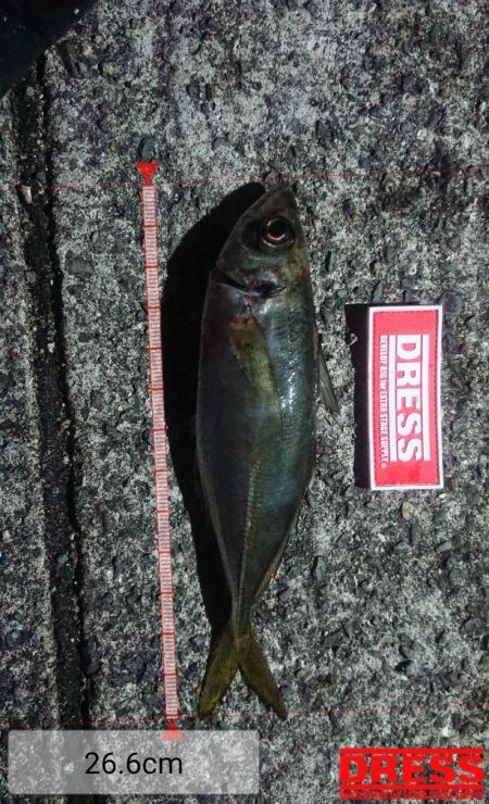 サビキでナイスアジ