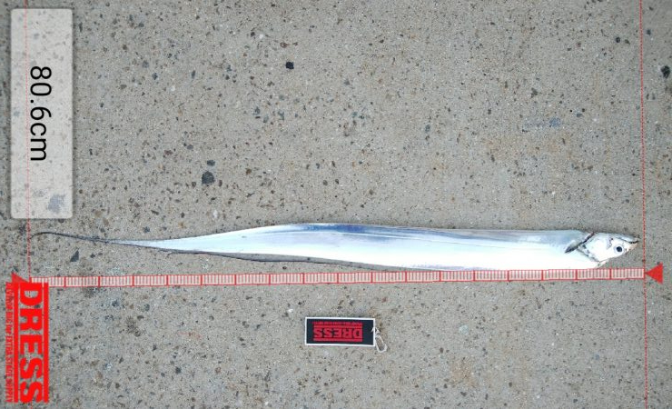 久々にタチウオ釣れた