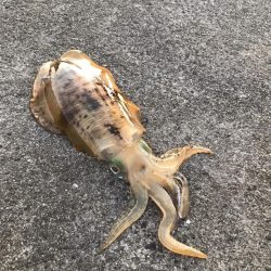 アオリイカ 900g