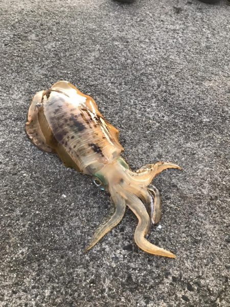 アオリイカ 900g