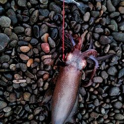 当たりは　多いですが、小型ばかりでした！！