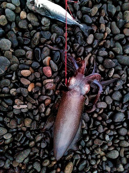 当たりは　多いですが、小型ばかりでした！！