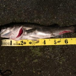 シーバスゲット