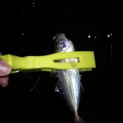 11月最後の釣り