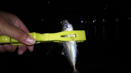 11月最後の釣り