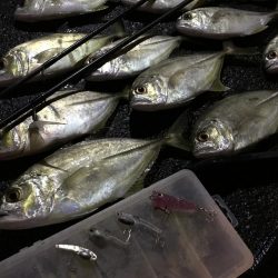 雨の中、強行アジング