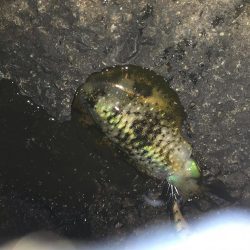 アジングでアジとエギングでアオリイカの釣果