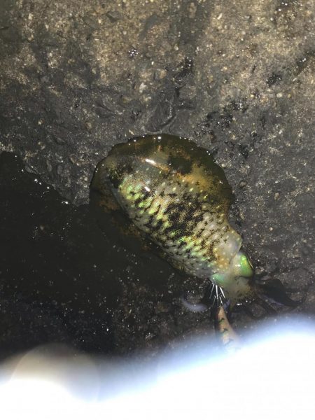 アジングでアジとエギングでアオリイカの釣果