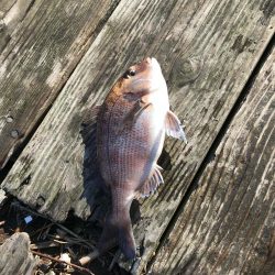 鯛釣りイサキ釣りｗ